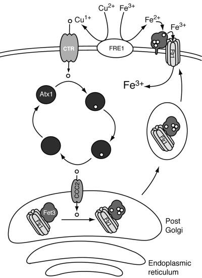 Fig. 1.