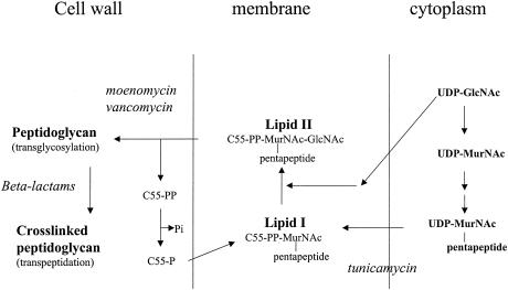 FIG. 2.