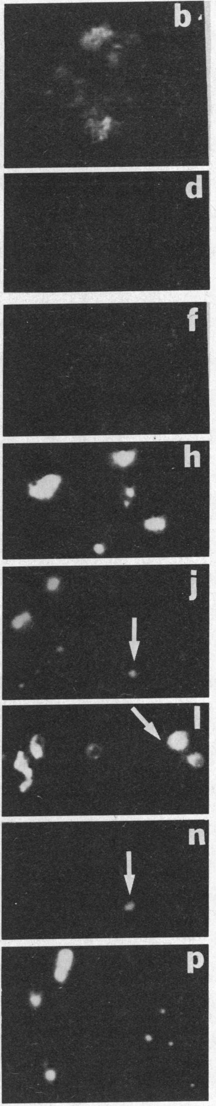 graphic file with name pnas00316-0233-a.jpg