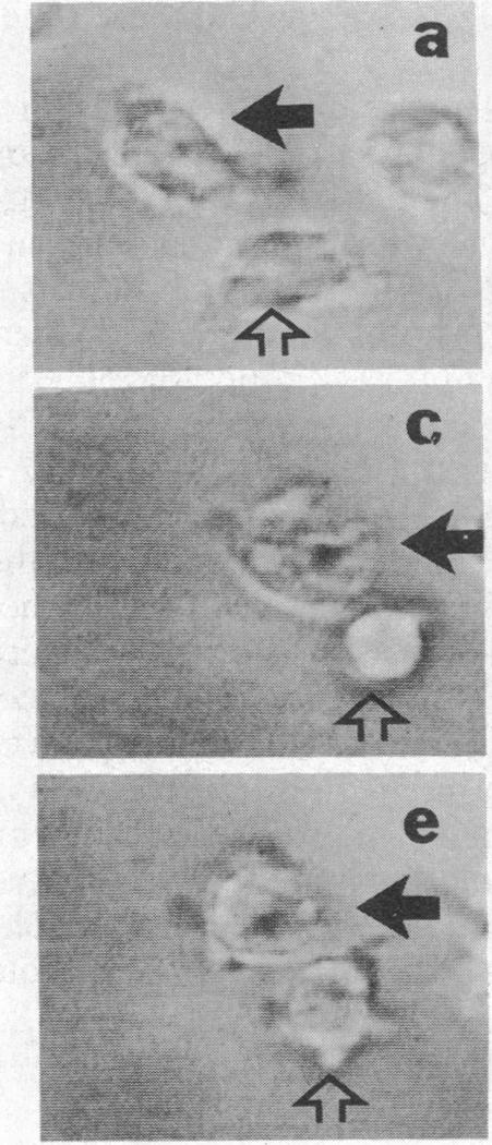 graphic file with name pnas00316-0234-d.jpg