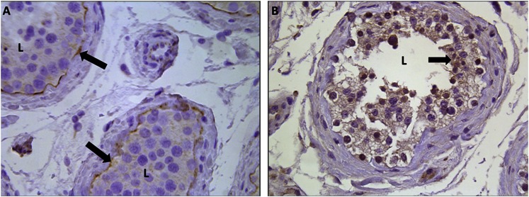 Fig. 8.