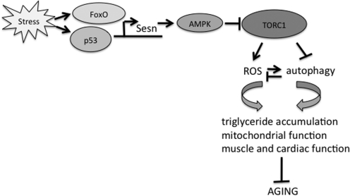 FIG. 8.