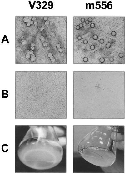 FIG. 6