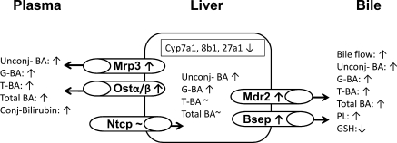 Fig. 12.