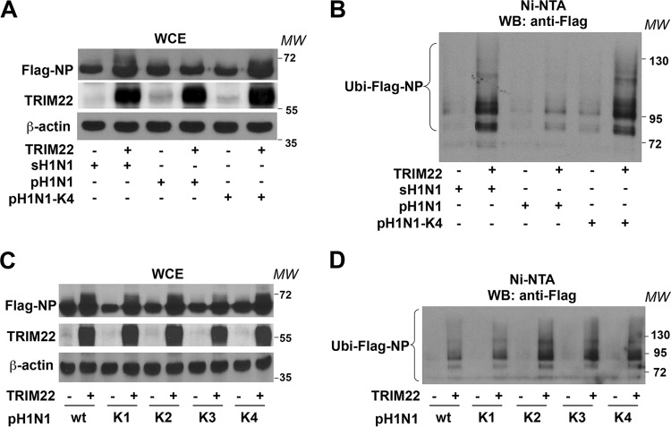 FIG 6 