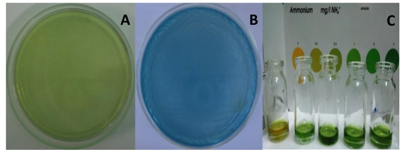 Using Cellulolytic Nitrogen Fixing Bacterium, Azomonas agilis for ...