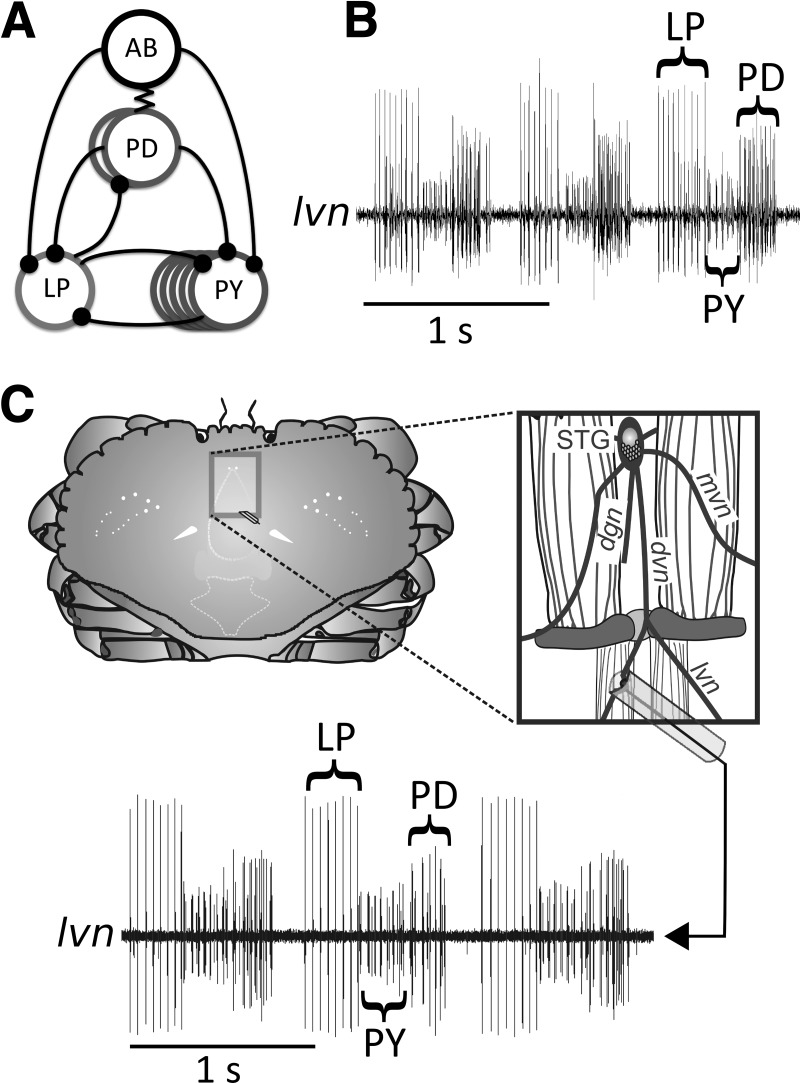 Fig. 1.