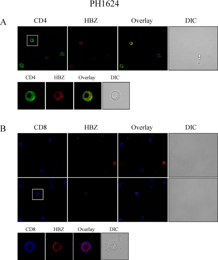 Fig 6