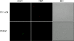 Fig 7