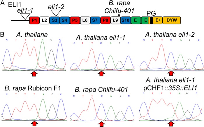 FIGURE 1.