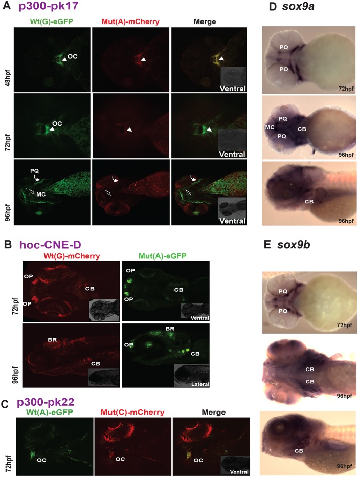 Fig 6