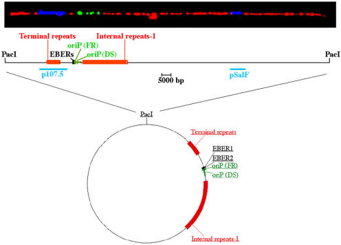 Linearized EBV episome imaged by fluorescent microscopy and aligned with the corresponding genomic map