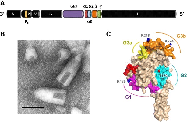 Figure 2