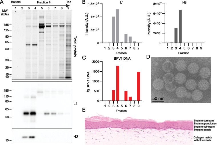 FIG 3