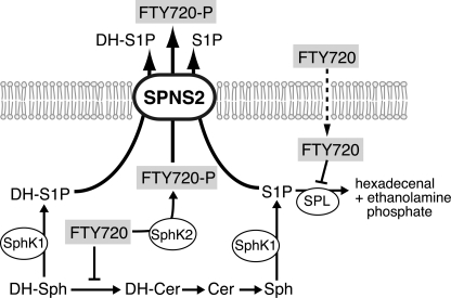 FIGURE 9.