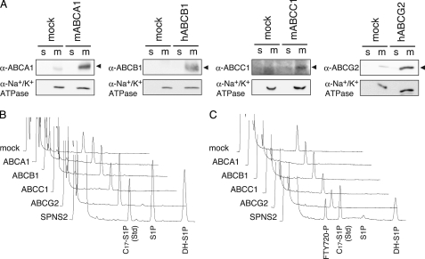 FIGURE 6.