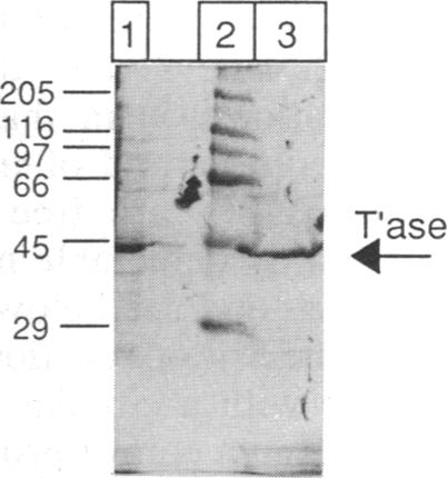 graphic file with name pnas01084-0439-a.jpg