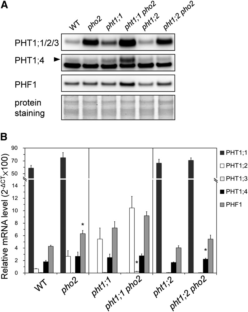 Figure 5.