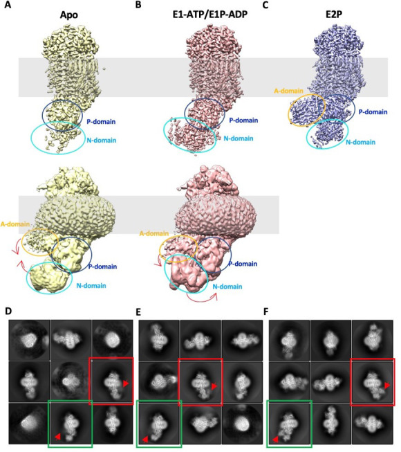 Figure 5—figure supplement 2.