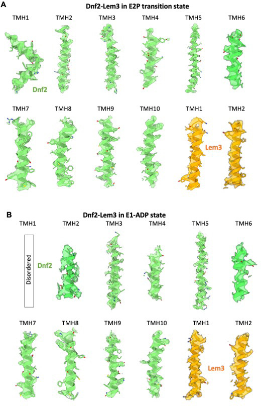 Figure 2—figure supplement 8.