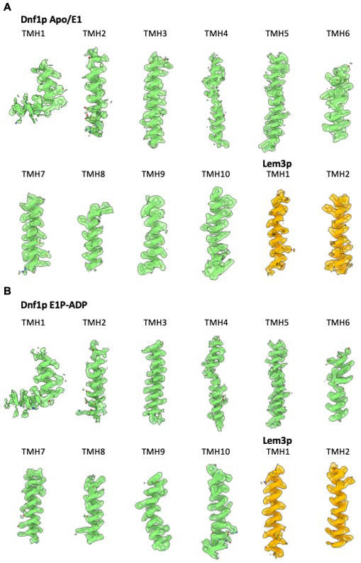 Figure 2—figure supplement 4.