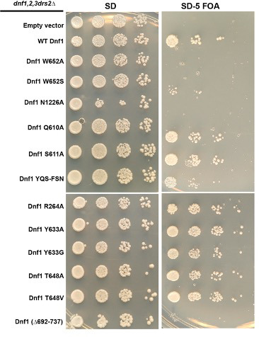 Figure 4—figure supplement 2.