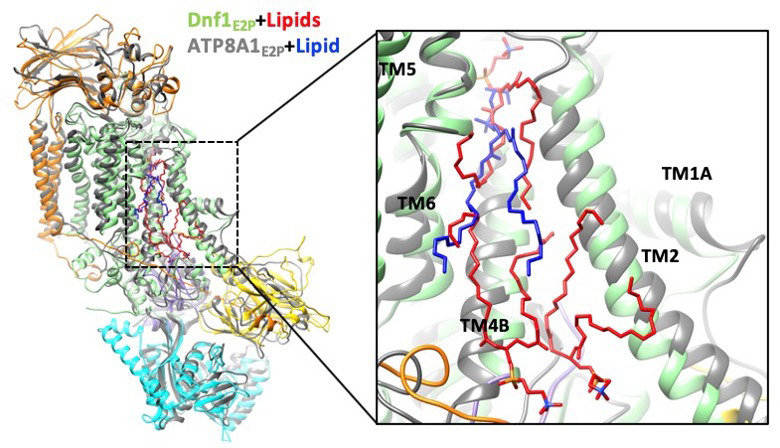 Figure 3—figure supplement 1.