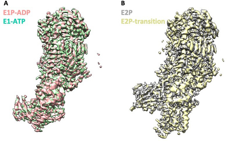 Figure 5—figure supplement 1.