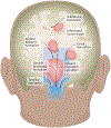 Fig. 1 |