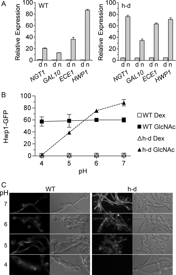 FIGURE 5: