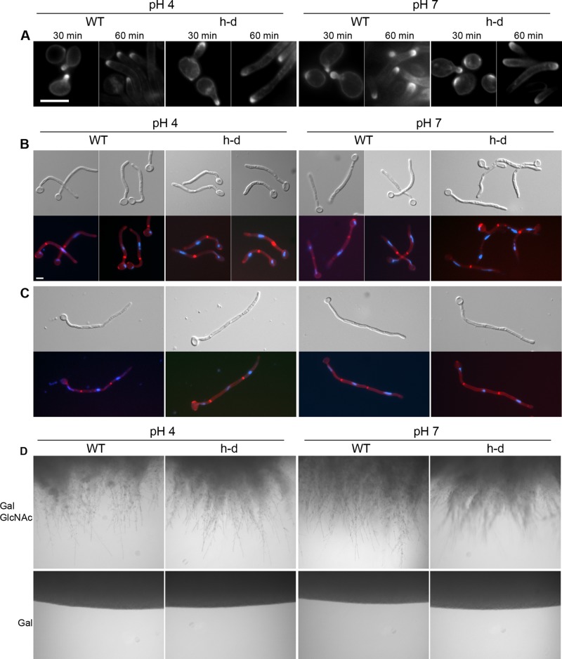 FIGURE 2: