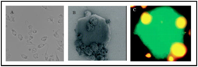 Figure 16