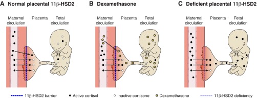 Figure 12.