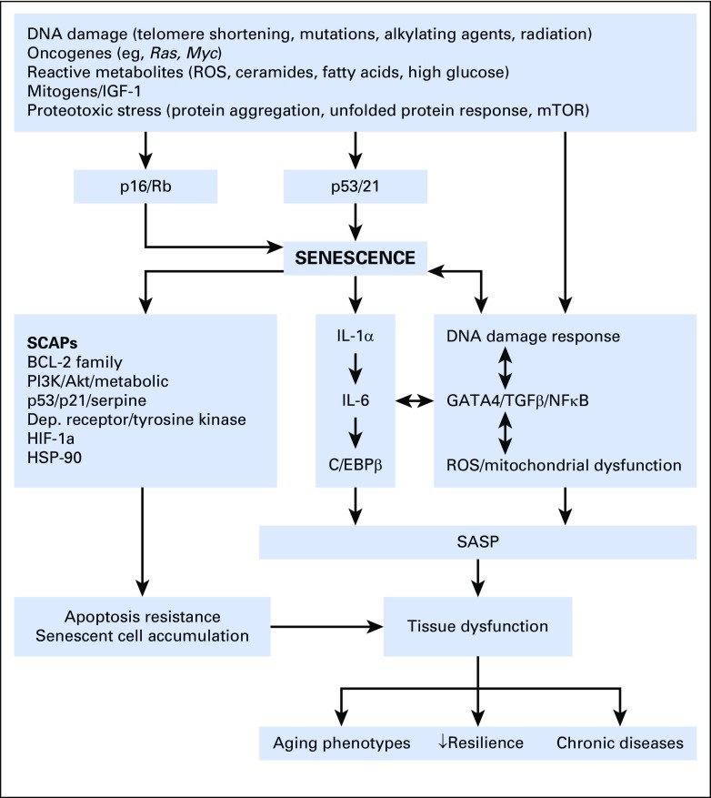 Fig 3.