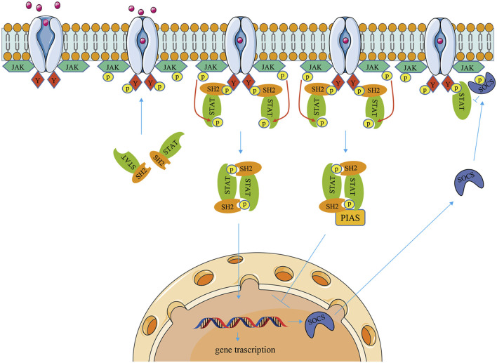 FIGURE 1