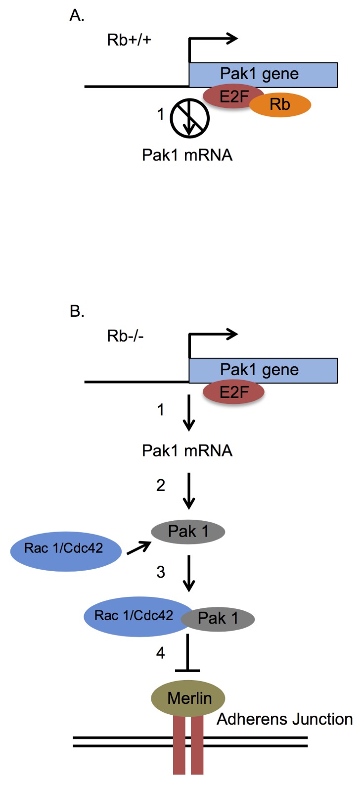 Fig 7