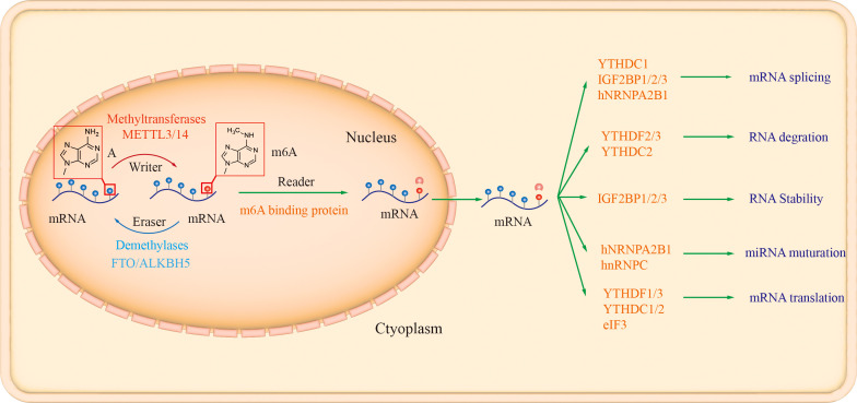 Figure 1