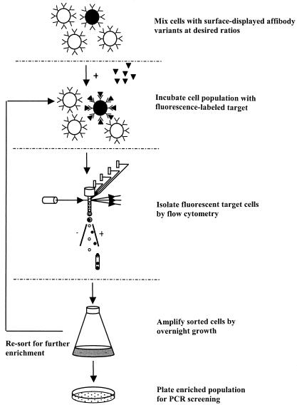 FIG. 3.