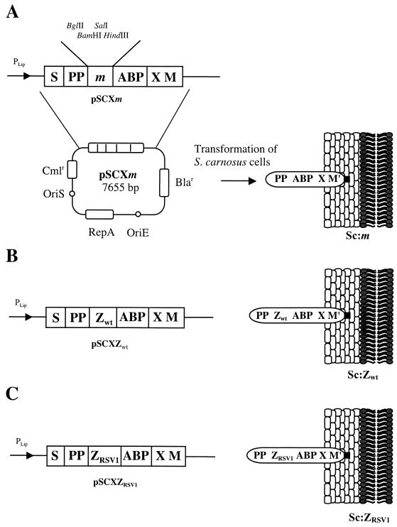 FIG. 1.