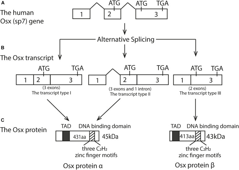 FIGURE 1