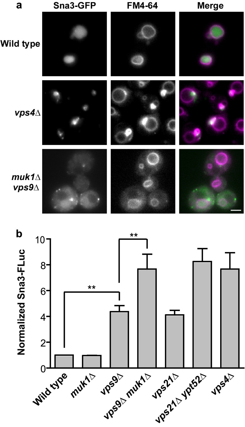 FIGURE 4.