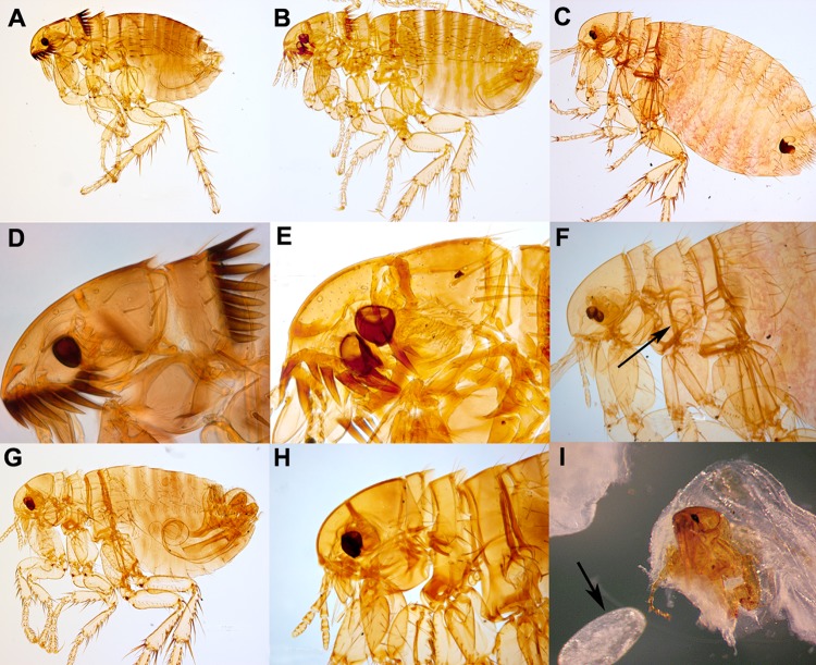 FIG 6