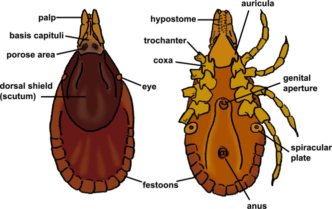 FIG 1