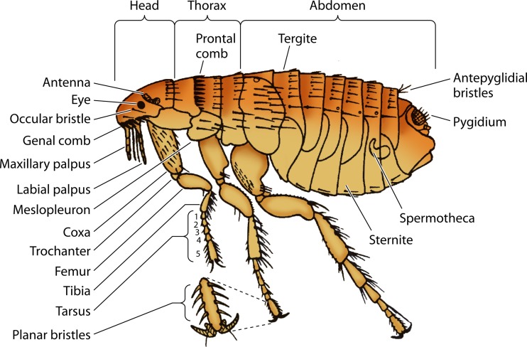 FIG 5