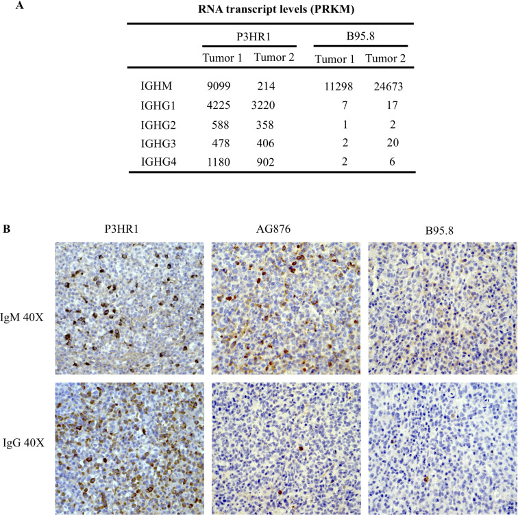 Fig 12