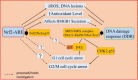 Fig. 7