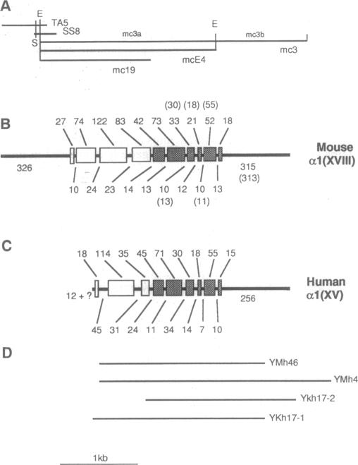 graphic file with name pnas01132-0137-a.jpg