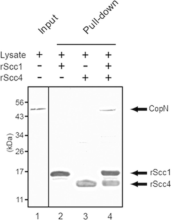 FIG 1