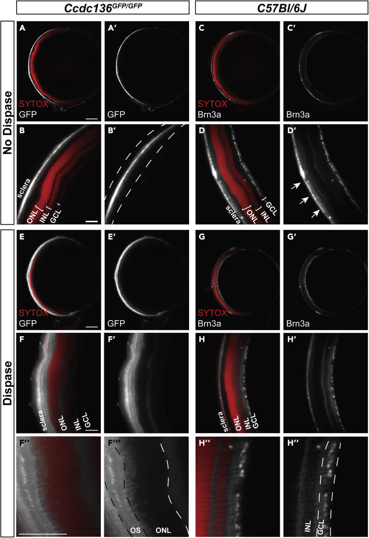 Figure 3