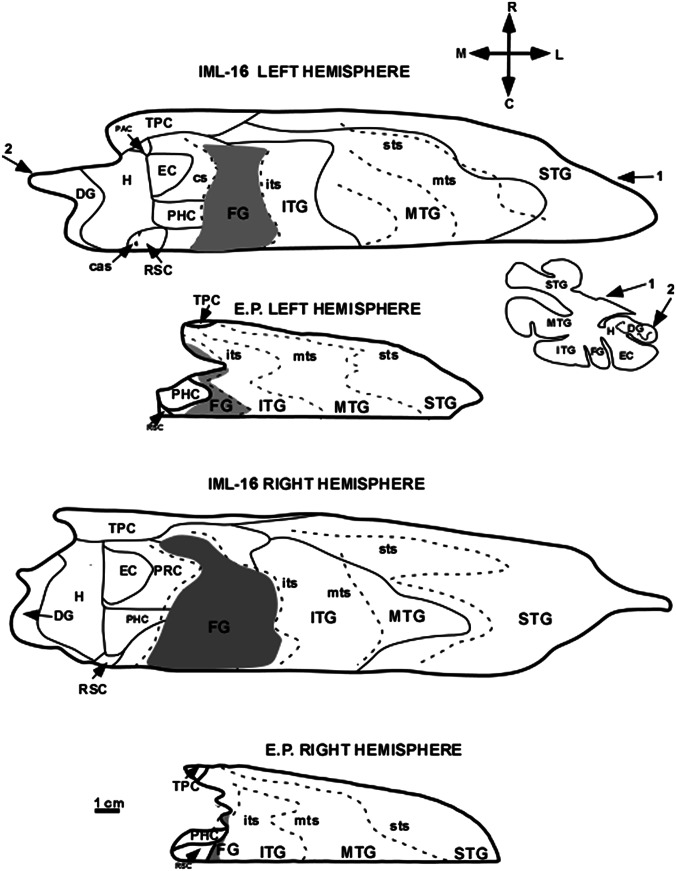 Fig. 8.